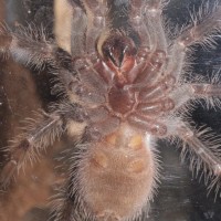 Lasiodora klugi