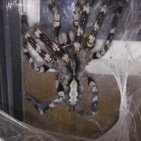 Poecilotheria regalis