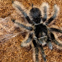 brachypelma albopilosum