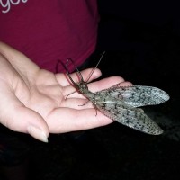 Male dobsonfly