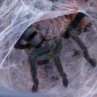 C. cyaneopubescens up close