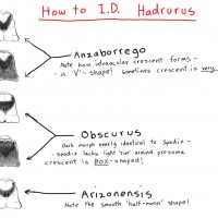 Hadrurus identification key