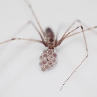 Cellar Spider 'Pholcus phalangioides' Carrying Eggs