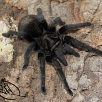 Grammostola pulchra