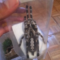 P. regalis