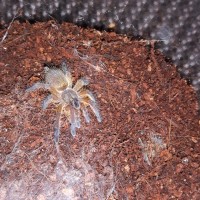 H.pulchripes