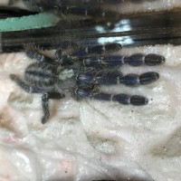 Poecilotheris Metallica