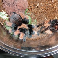 Brachypelma emilia; DLS 3.75"; Molt Date 7-17-17