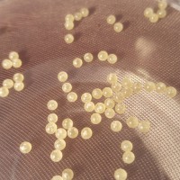 N. incei Eggs!