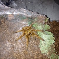 1.75" murinus sporting that adult coloration!