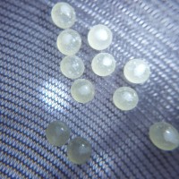 Neoholothele incei eggs