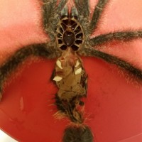 Avicularia avicularia