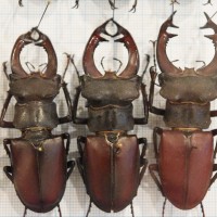 Lucanus cervus