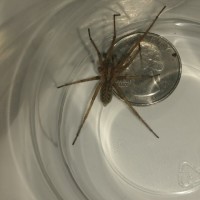 hobo or house spider?