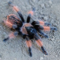 Brachypelma emilia