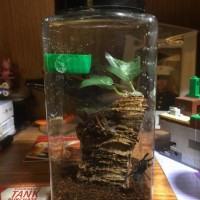 Versicolor Rehouse