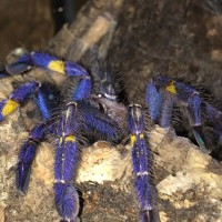 P. metallica looking stunning,  pre-molt?