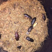 Mealworms eating a superworm