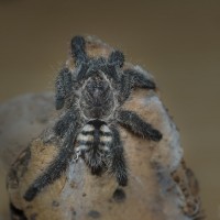 Avicularia purpurea