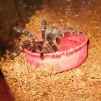 Grammostola pulchripes drinking