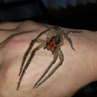 Wandering spider on my hand lol