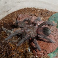 Xenesthis intermedia 5i; 3" DLS; Molt Date 7-29-17