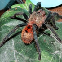 Muffet (♂ Chromatopelma cyaneopubescens 3")