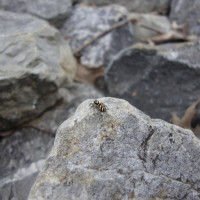 Salticus scenicus, Zebra Jumping Spider