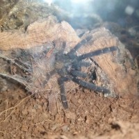 Lampropelma sp Appears!(FInALLY)