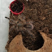 Grammostola Pulchripes