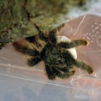 Avicularia metallica with egg sac