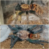 Gbb freshly molted Before/After