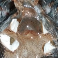 4.5 inch A. avicularia