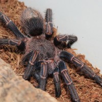 Thrixopelma lagunas