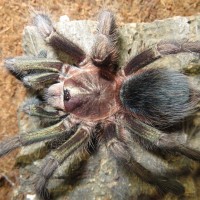 Phormictopus sp. "green"