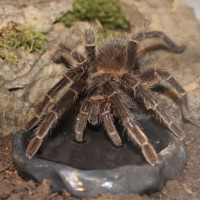Fishing for attention with pictures of drinking tarantulas...