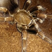 Adult female Pamphobeteus sp mascara