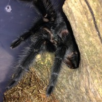 Grammostola ihenringi