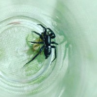 Spider i caught in my house