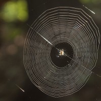 British garden spider