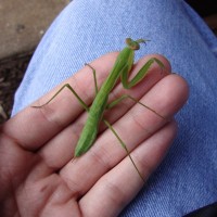 Green Mantis