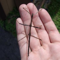 Stick Insect