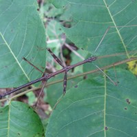 Stick Insect