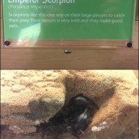 Heterometrus mislabelled as Pandinus imperator at Houston Museum of Natural Science