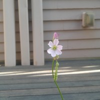 Sundew Flower