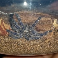 Freshly Molted P Metallica