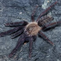 Lampropelma nigerrimum