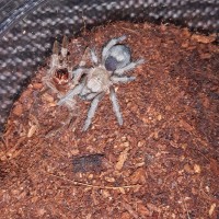 G.pulchra