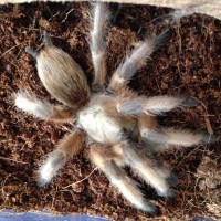 Aphonopelma moderatum