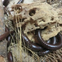 Orthoporus ornatus natural feed experiment.